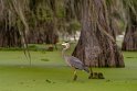 045 Lake Martin, amerikaanse blauwe reiger, Breaux Bridge